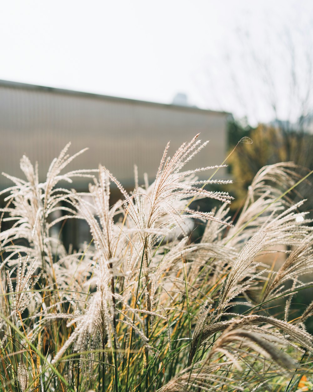 Backlit ornamental grass plumes in low sun