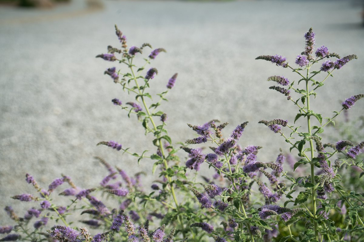 Purple hummingbird mint spikes rising from a gravel park strip bed