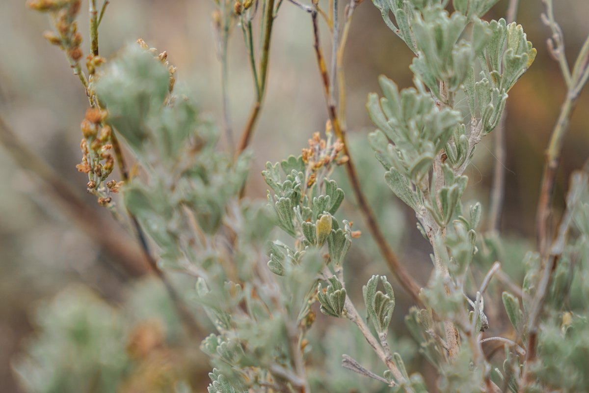 Close-up of big sagebrush leaves, silver green