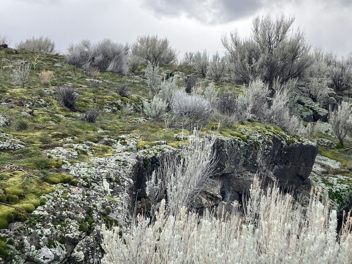 Silver sagebrush and native grasses on a Wasatch foothill
